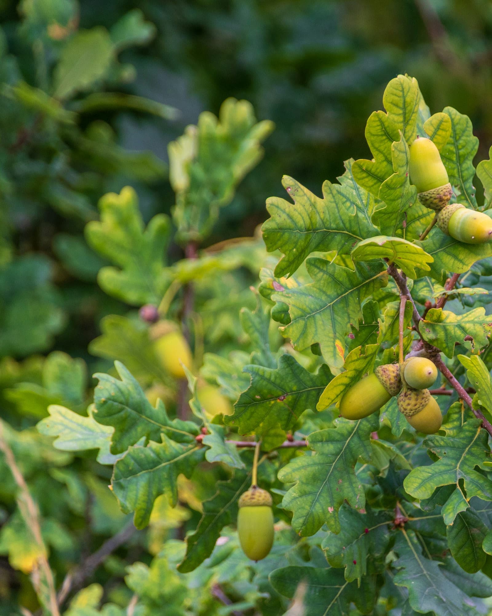 Oak leaves and acorns